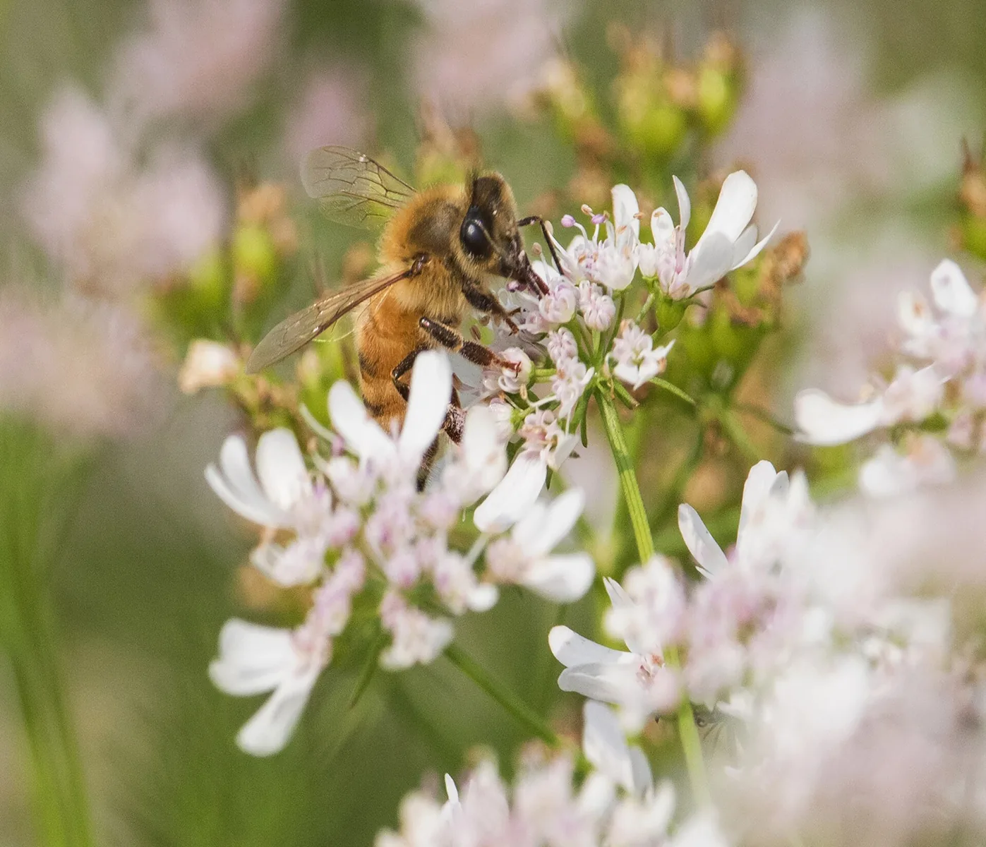 Abelha coletando néctar em flor